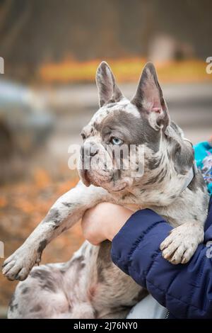 French brindle blue bulldog sits on hands closeup Stock Photo