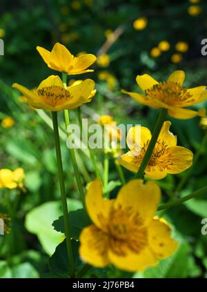 Marsh-marigold or kingcup (captcha palustris) is a small to medium size perennial herbaceous plant of the buttercup family. It's native to marshes, fe Stock Photo