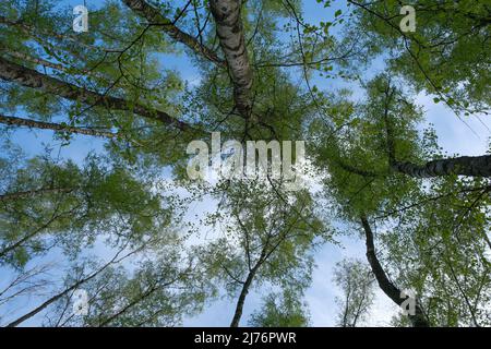 Landscape looking for birch trees and the sky, directed head up. Stock Photo