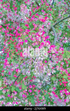 Japanese flowering crabapple, Malus floribunda in bloom Stock Photo