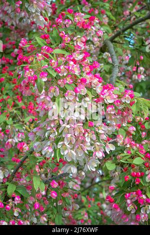 Japanese flowering crabapple, Malus floribunda in bloom Stock Photo