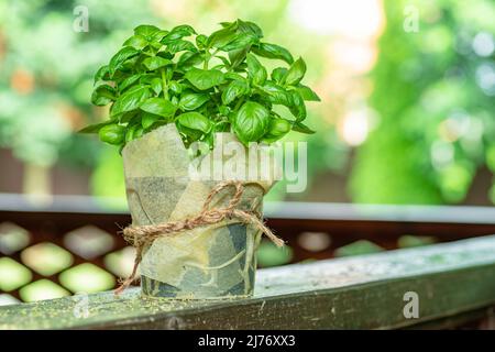 Pot with fresh green basil plant and blurred nature at the background. Stock Photo