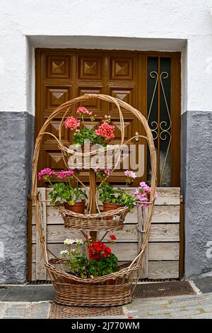 Basket of potted flowers, in front of a closed door Stock Photo