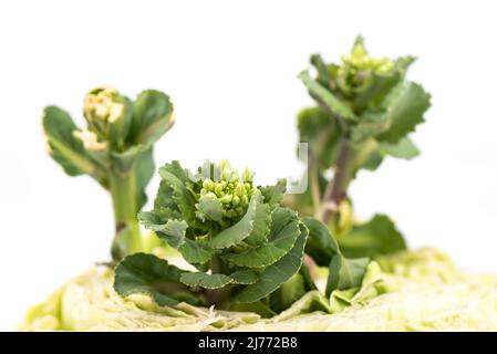 Unopened Cabbage Close-up of unopened buds of kale or cabbage flowers. Cultivation of ...
