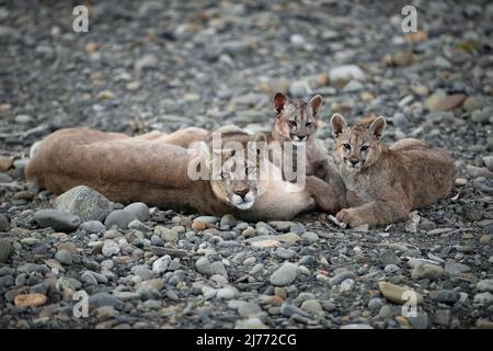 A Puma family near Torres del Paine, Chile Stock Photo