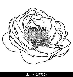 Peony flower sketch. Doodle peony sketch. Simple hand drawing of a flower. Black outline. Vector illustration. Stock Vector