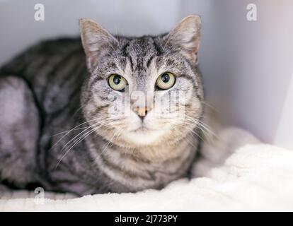 A gray tabby shorthair cat lying on a blanket and looking up Stock Photo