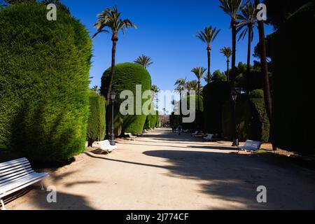 Cadiz, Spain - February 7,2022: In the Genoves Park, Botanical Gardens in Cadiz, Andalusia, Spain.  Cadiz is an ancient port city in the Andalucia reg Stock Photo