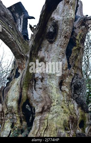 Remains Of The Gog And Magog Trees In Glastonbury Stock Photo