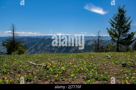 View across the Imnaha River canyon, with the snow-capped Wallowa Mountains in the distance.  Yellow Glacier Lilies in the foreground. Stock Photo