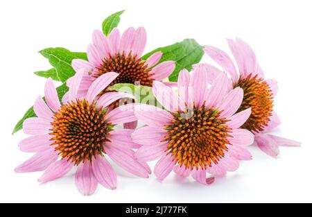 Blooming coneflower heads or echinacea flower isolated on white background close-up. Stock Photo