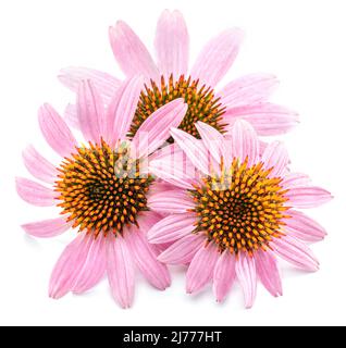 Blooming coneflower heads or echinacea flower isolated on white background close-up. Stock Photo