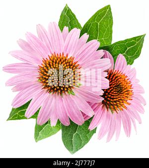 Blooming coneflower heads or echinacea flower isolated on white background close-up. Stock Photo