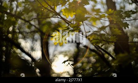 Green maple leaves in the sunlight, vintage lens flares and bokeh Stock Photo