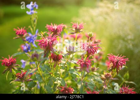 Beautiful pink beebalm plant blossoming in the garden on sunny summer day. Blooming monarda didyma red flowers. Beauty in nature. Stock Photo