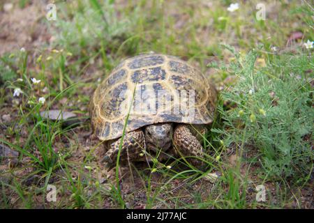 A small turtle crawls on the ground among the grass and wild flowers, the turtle looks ahead Stock Photo