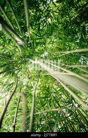 Looking up into bamboo trees in the bamboo forest in Maui Hawaii Stock Photo
