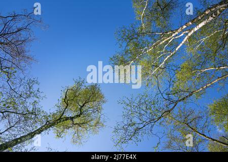 View into the treetops of birch and alder trees with green spring leaves against a clear blue sky, copy space, selected focus Stock Photo
