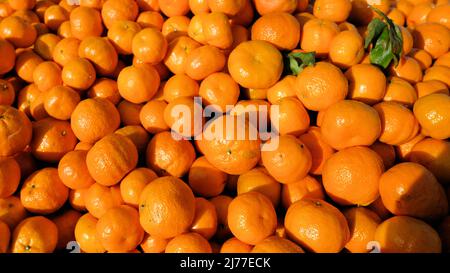 Tangerine oranges in large quantities for packing into smaller boxes or bags; commercial retail and wholesale amounts. Stock Photo