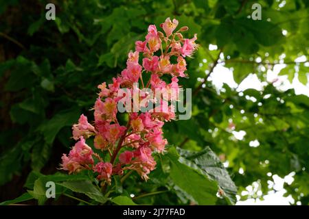 Aesculus x carnea 'Briotii' flower of red horse-chestnut Stock Photo