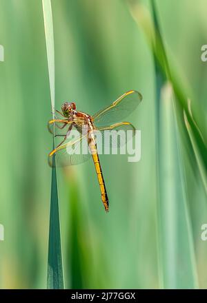 The Needhams skimmer dragonfly has beautiful golden hues and can be found in wetland areas Stock Photo