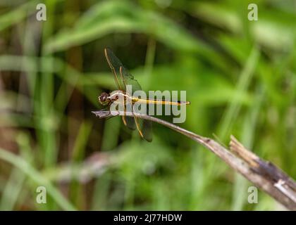 The Needhams skimmer dragonfly has beautiful golden hues and can be found in wetland areas Stock Photo
