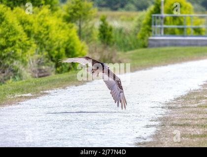 Turkey vulture swooping low over the trails at Sweetwater wetlands park Stock Photo