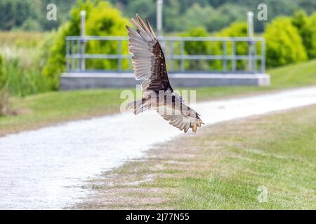 Turkey vulture swooping low over the trails at Sweetwater wetlands park Stock Photo