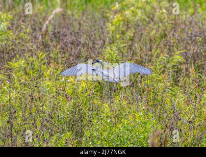 Great blue heron just lifting off in flight over the marshlands Stock Photo