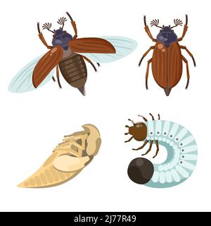 Set of chafer, may bug, Melolontha melolontha. Imago insects with other life stages.  Stock Vector