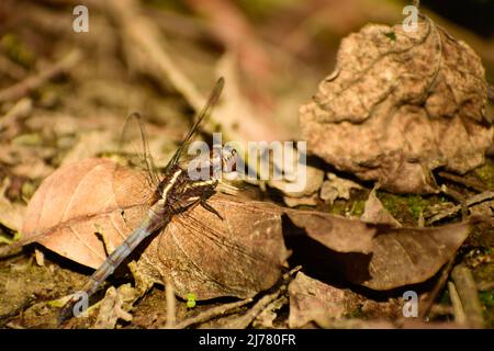 Close up of dragonfly resting on branch. blue marsh hawk ( orthetrum glaucum) immature male Stock Photo