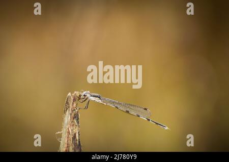 Gorgeous damselfly resting on branch. siberian winterdamsel ( sympecma paedisca) Stock Photo