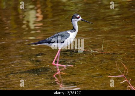 Black Necked Stilt walking through the cool water Stock Photo