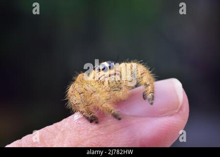 A close up photo of female java jumping spider crawling on hand. Hyllus sp. Stock Photo