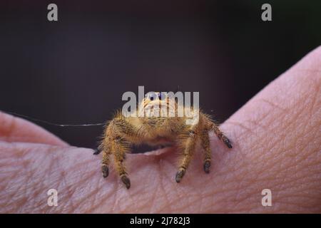 A close up photo of female java jumping spider crawling on hand. Hyllus sp. Stock Photo