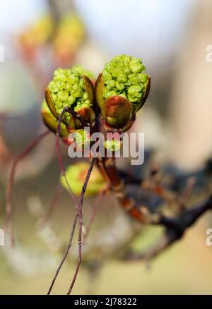 Young maple flower buds Stock Photo