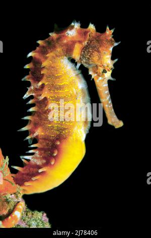 Thorny Seahorse or Spiny seahorse (Hippocampus histrix), Milne Bay, Papua New Guinea Stock Photo
