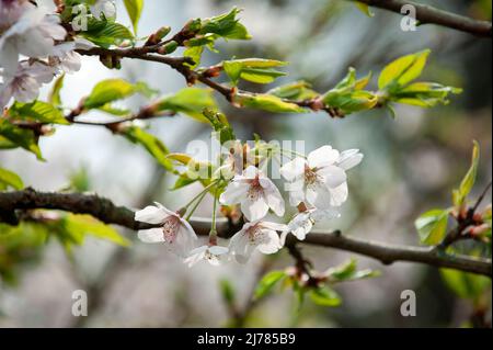 White blossoming twig of cherry tree on sunny day in spring garden (closeup). Stock Photo