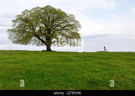 Boy running towards beautifull and picturesque tree in the Georgia country near Katskhi Column, Imereti region, Georgia,Europe Stock Photo