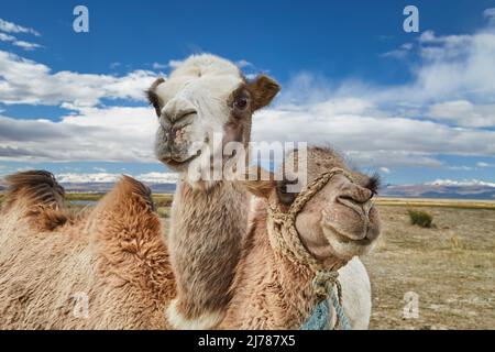 Two bactrian camels in Mongolian desert Stock Photo