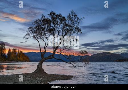The famous lonely tree of Lake Wanaka at sunset, South Island, New Zealand Stock Photo