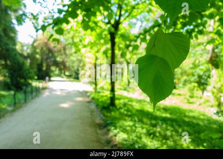 Green leaves in the park with unfocused background on a spring and hot day. Stock Photo