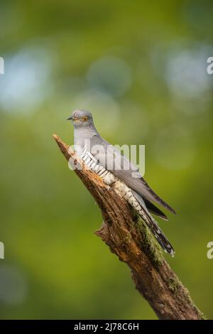 Common Cuckoo,  Cuculus canorus, male on breeding grounds, spring in Surrey Stock Photo