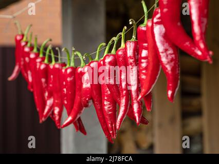 Lot of fresh red chilli peppers strung up on rope. Chili pepper air drying process. Stock Photo