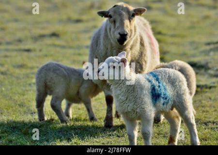 Mother sheep tending her young lambs in a field Stock Photo
