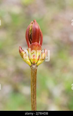 Sycamore maple tree acer pseudoplatanus leaf buds sprouting in spring Stock Photo