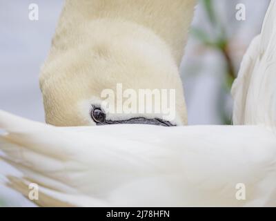 portrait of a snow white swan, its eye is watching the camera, hiding its beak under its wing, very coy! Stock Photo