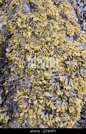 The brown algae seaweed Pelvetia canaliculata channelled wrack and Fucus spiralis spiral wrack growing together on a rock on atlantic seashore Stock Photo