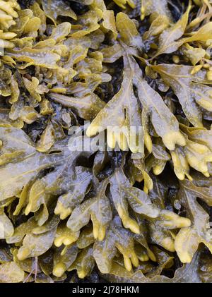 The brown algae seaweed Fucus spiralis spiral wrack growing on a rock on atlantic seashore Stock Photo