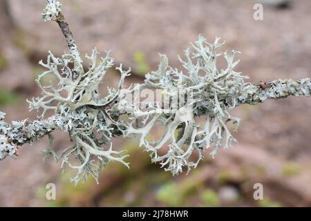 The foliose lichen tre moss  pseudevernica furfuracea gray green lobes Stock Photo